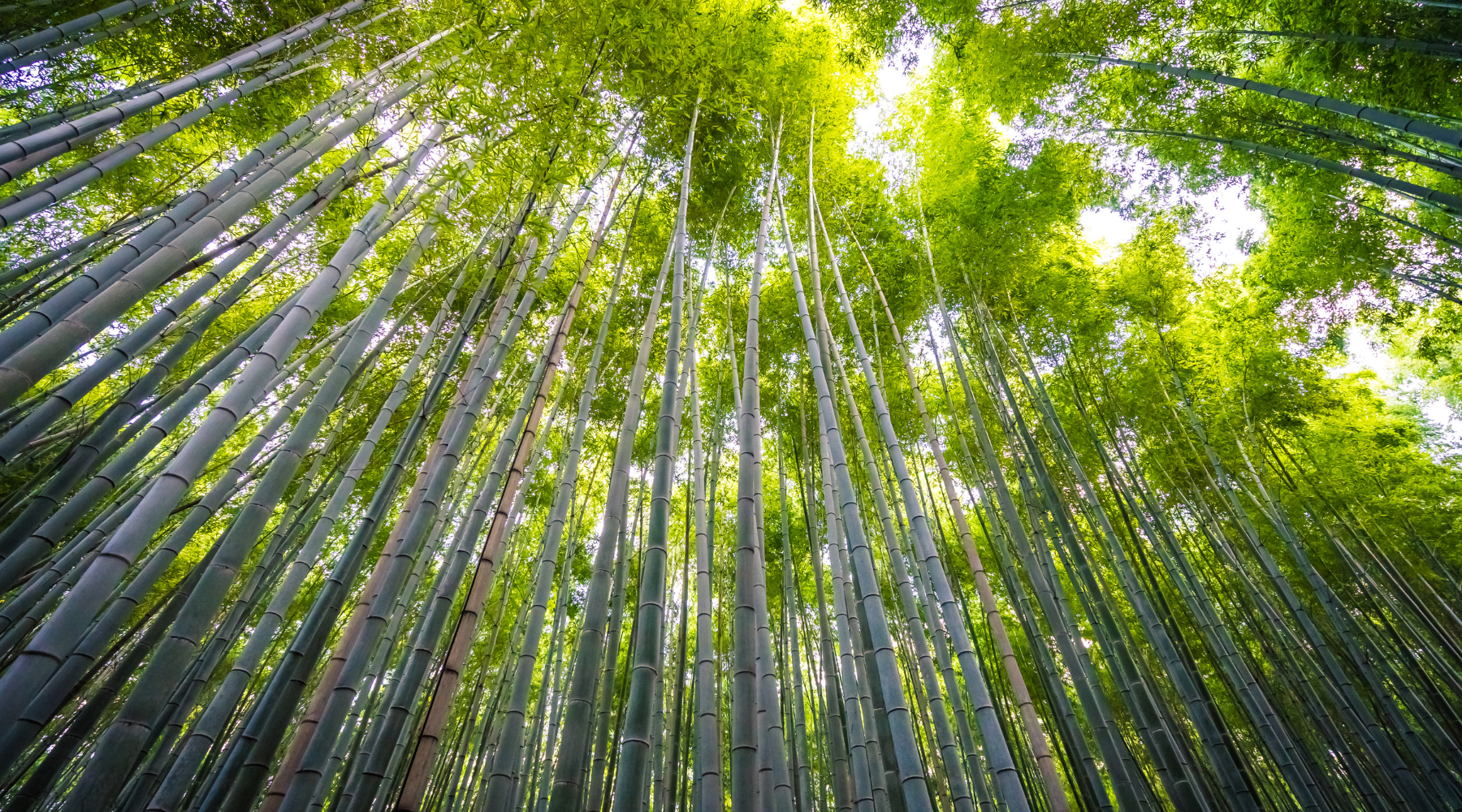 Hoe duurzaam zijn bamboe planken?