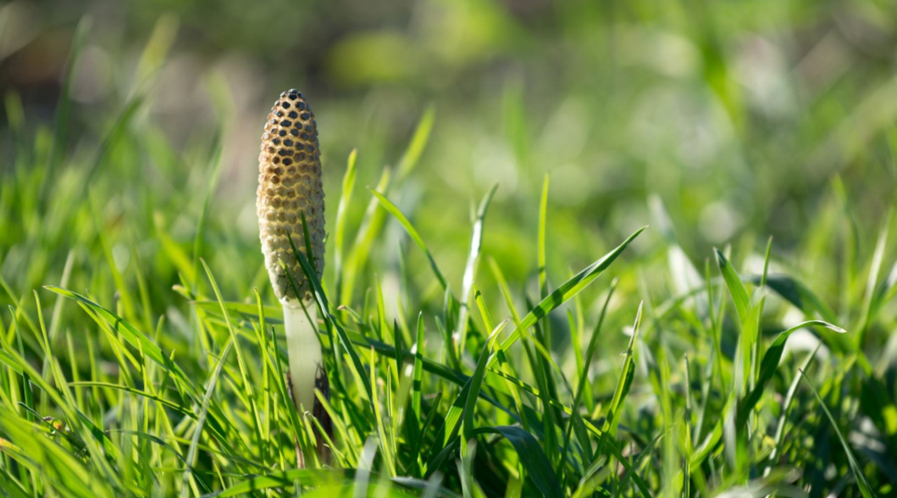 Los het op met Innogreen - Heermoes in het gazon