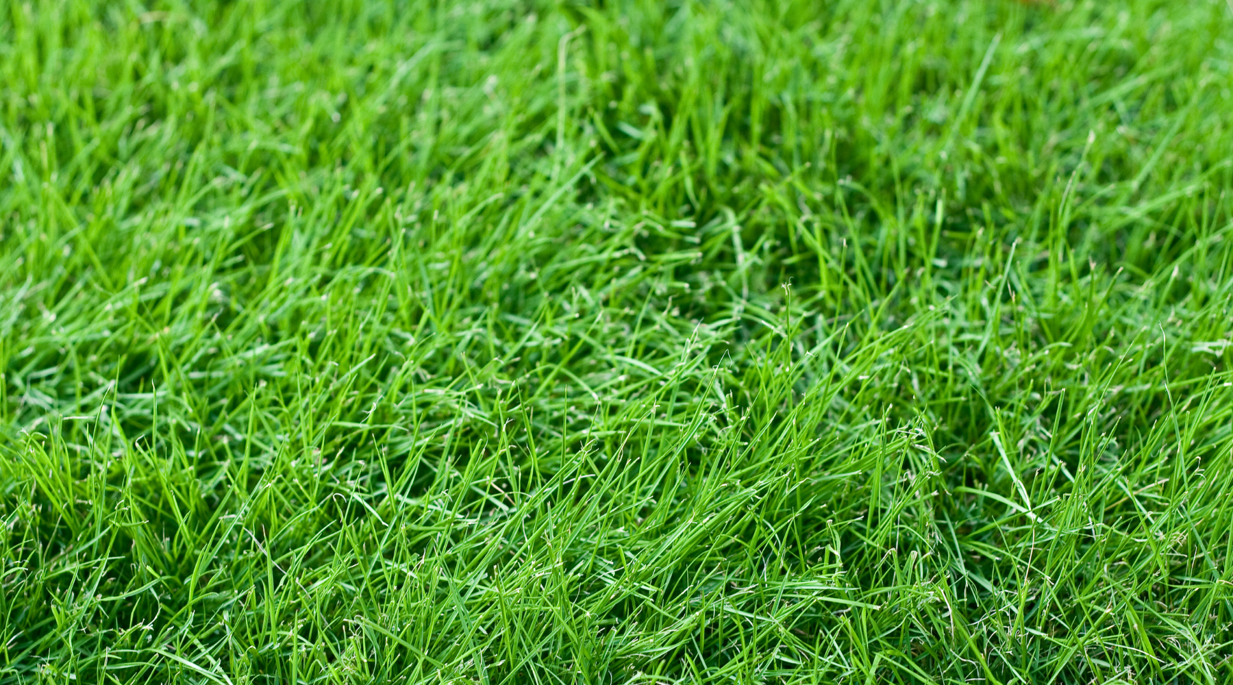 Groener gras dan bij de buren