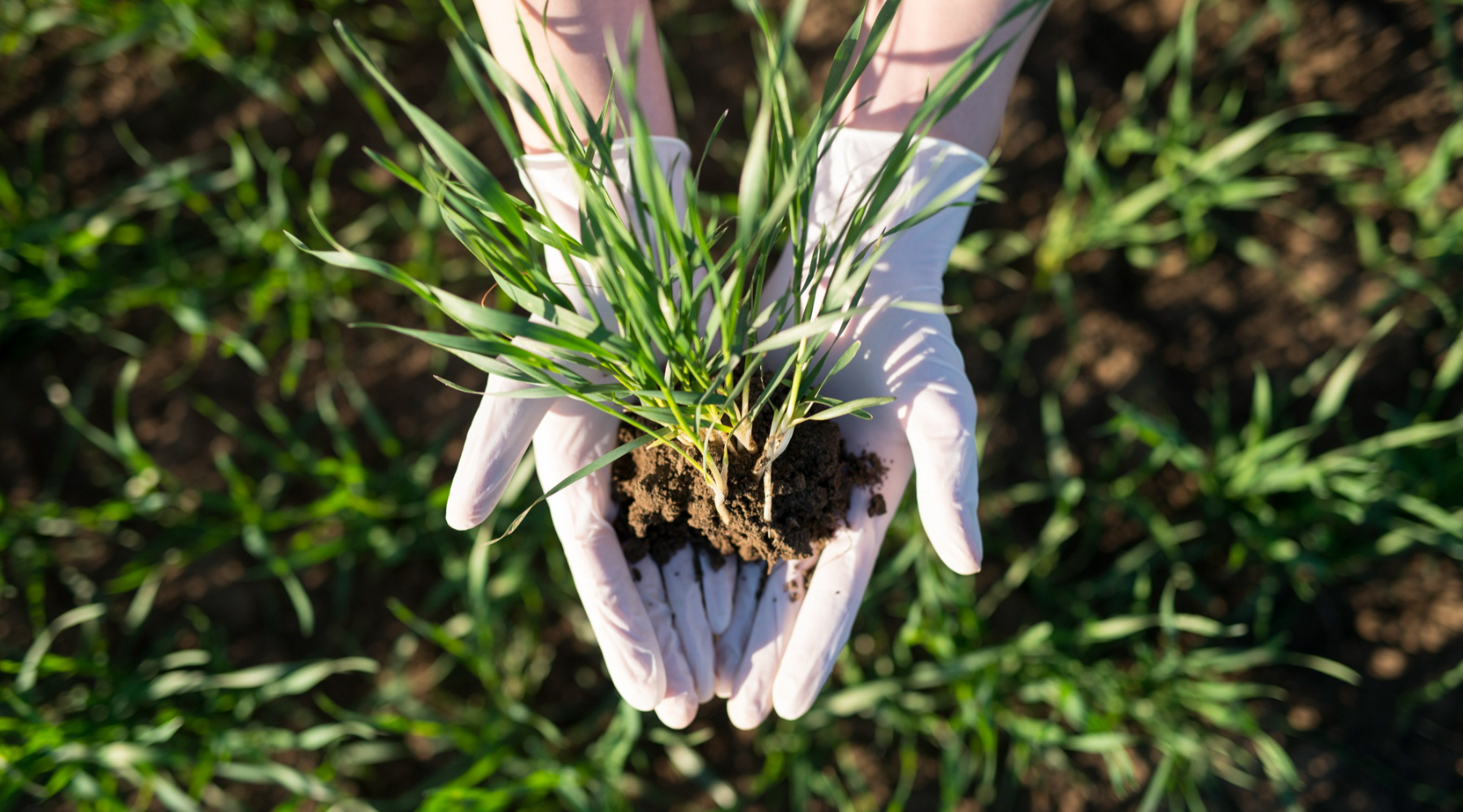 DungKing Premium Meststoffen – Natuurlijke Energie voor je Tuin