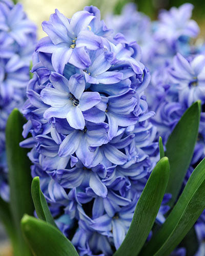 Hyacinthen Aqua