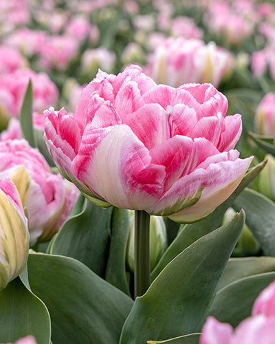 Tulipa Foxtrot