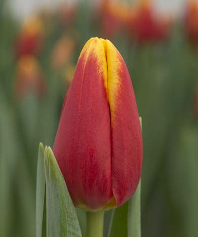 Tulipa Denmark