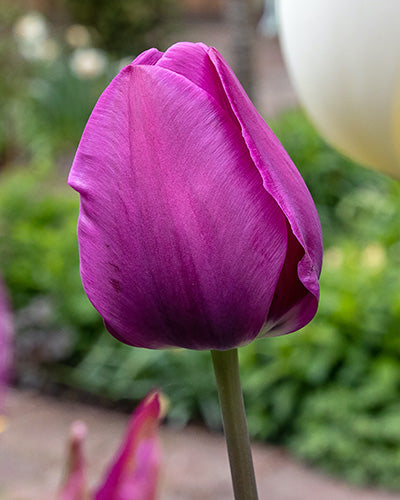 Tulipa Negrita