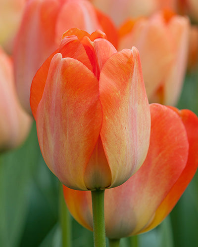 Tulipa Daydream