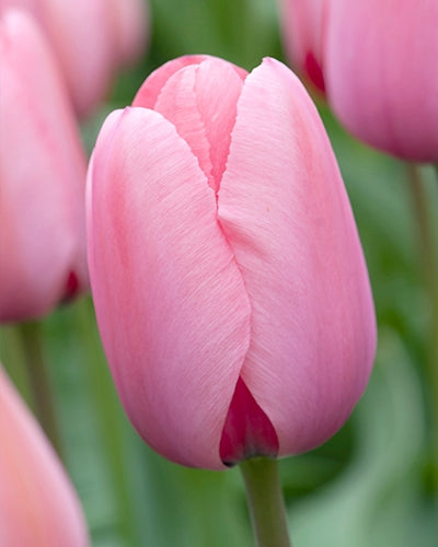 Tulipa Pink Impression