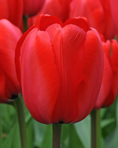 Tulipa Red Impression
