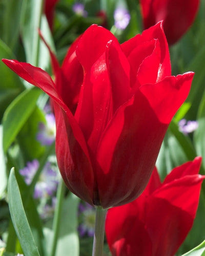 Tulipa Pieter de Leur