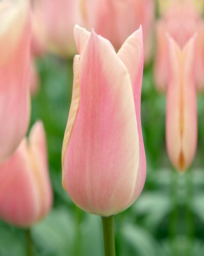 Tulipa Sanne