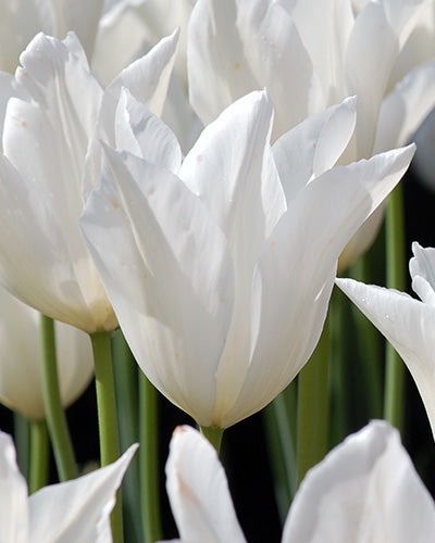Tulipa White Triumphator