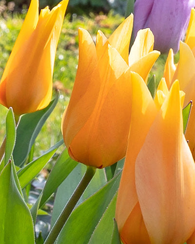 Tulipa praestans Shogun