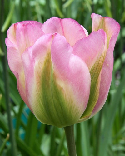 Tulipa Groenland