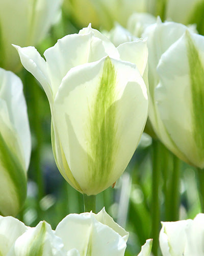 Tulipa Spring Green