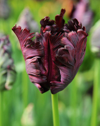 Tulipa Black Parrot