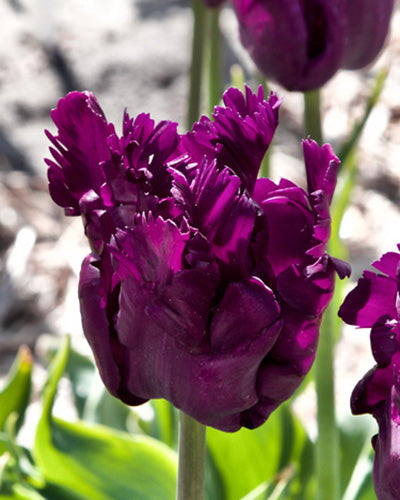 Tulipa Parrot Negrita