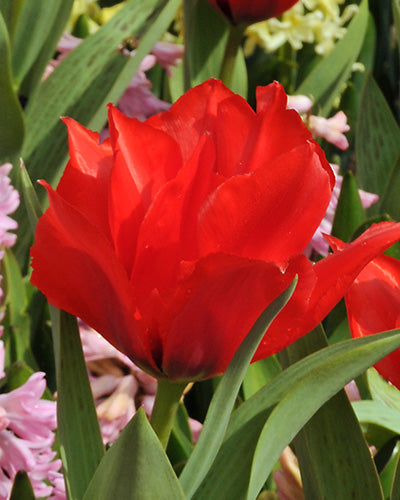 Tulipa Roodkapje Dubbel