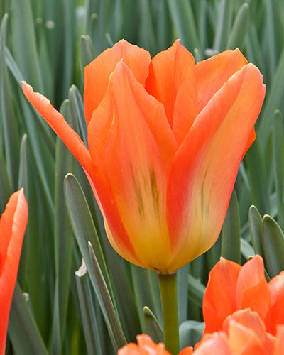 Tulipa Orange Emperor