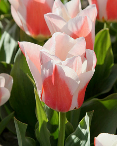 Tulipa Willem van den Akker