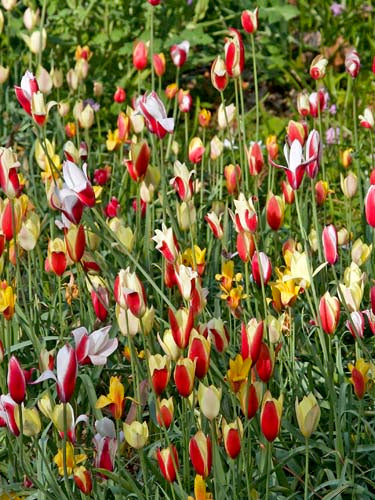 Tulipa Clusiana Mix