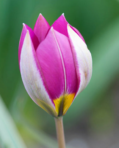 Tulipa pulchella Persian Pearl
