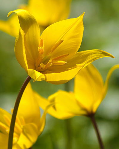Tulipa sylvestris