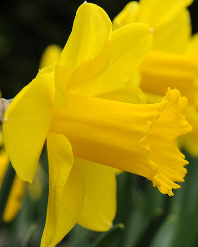 Narcissus Carlton