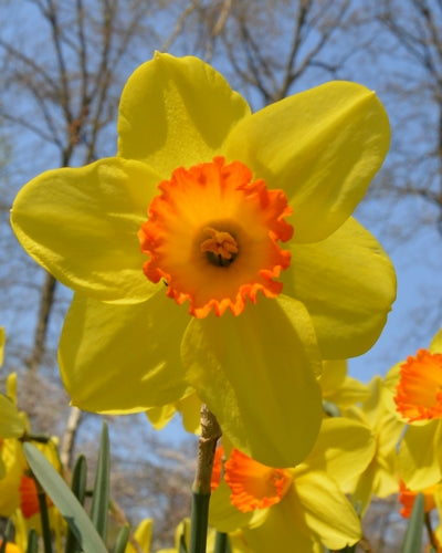 Narcissus Red Devon