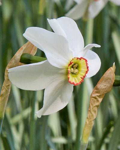 Narcissus recurvus