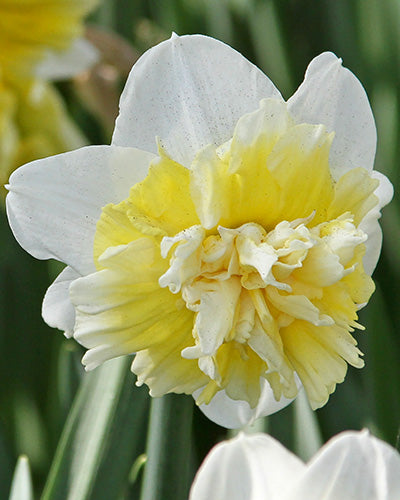 Narcissus Ice King
