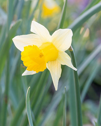Narcissus Lobularis