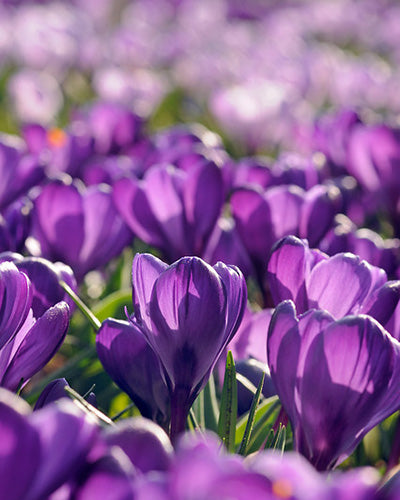 Crocus Flower Record