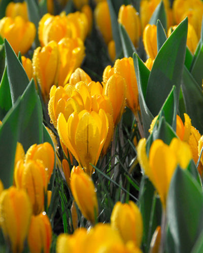 Crocus Golden Yellow