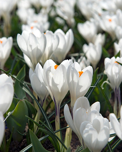 Crocus Jeanne d´Arc