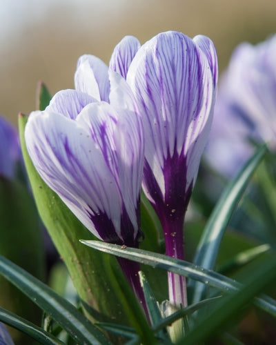 Crocus Pickwick