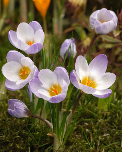 Crocus sieberi Firefly
