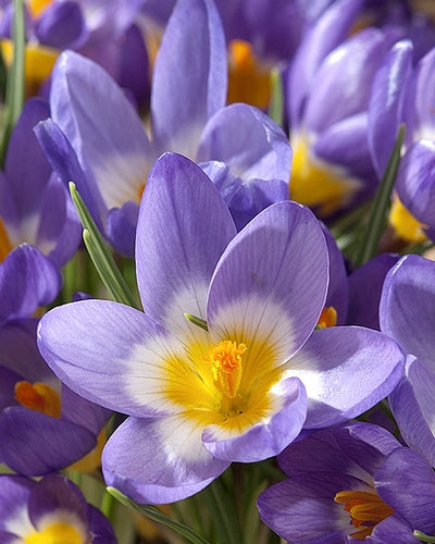 Crocus sieberi Tricolor