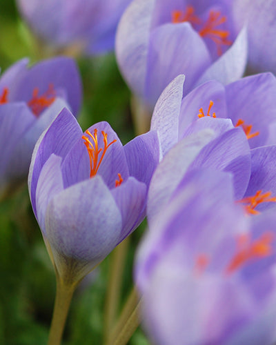 Crocus speciosus
