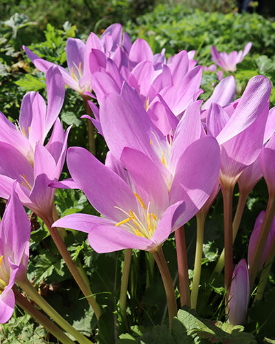Colchicum autumnale