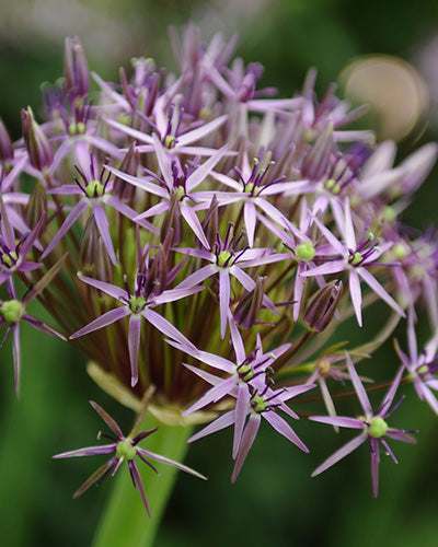 Allium christophii