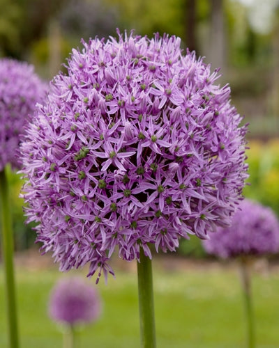 Allium Gladiator