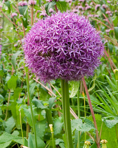 Allium Globemaster