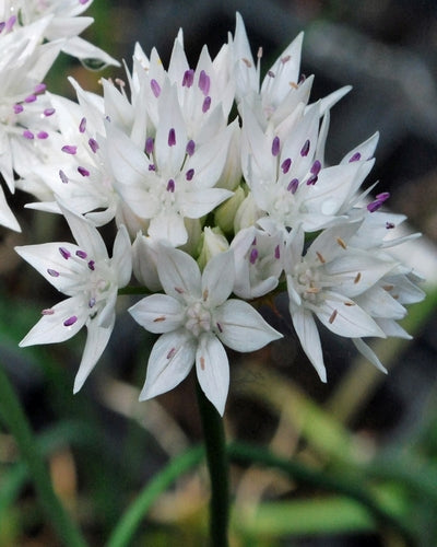 Allium Graceful Beauty