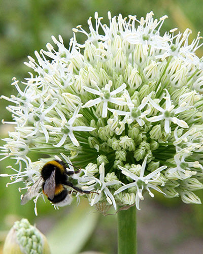 Allium Mount Everest