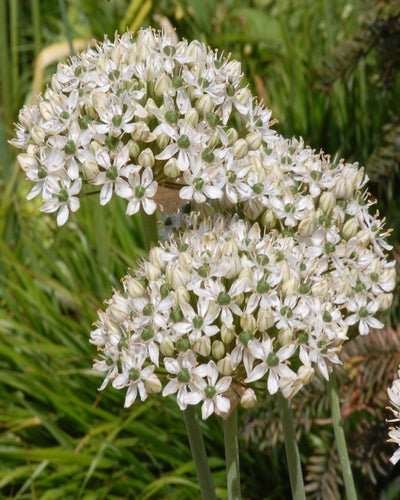 Allium nigrum (multibulbosum)