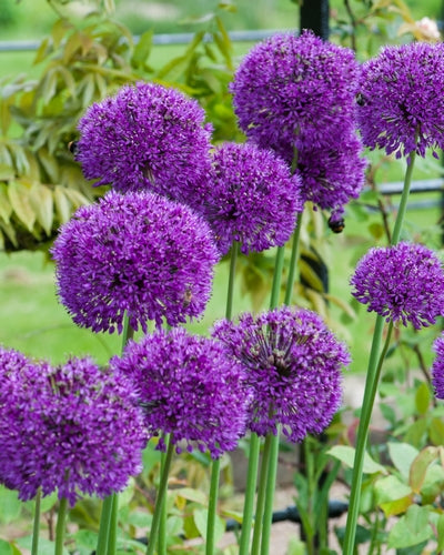 Allium Purple Sensation