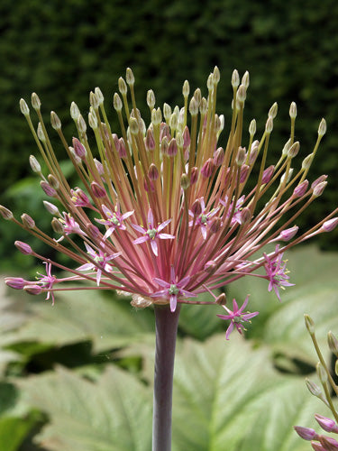 Allium schubertii