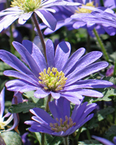Anemone blanda Blue Shades
