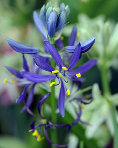 Camassia quamash