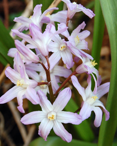 Chionodoxa forbesii Pink Giant
