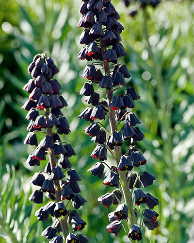 Fritillaria persica
